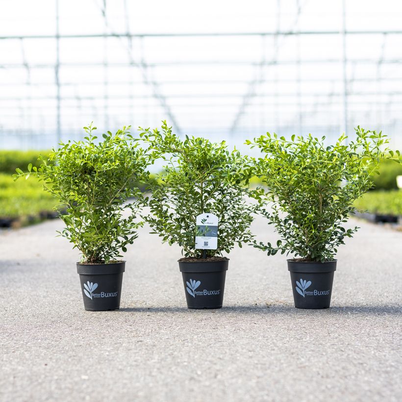 Isopuksipuu Betterbuxus Skylight (Kasvutapa)