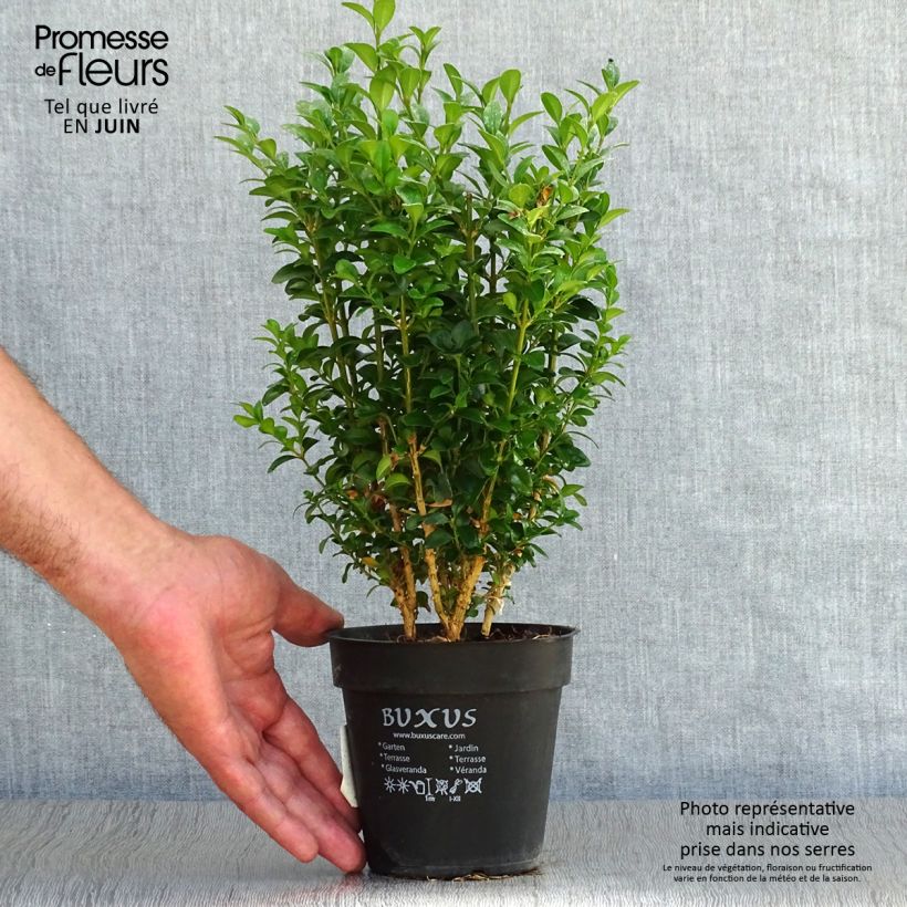 Esimerkki kesällä toimitetusta Isopuksipuu - Buxus sempervirens Ruukku 12 cm / 13 cm-taimesta