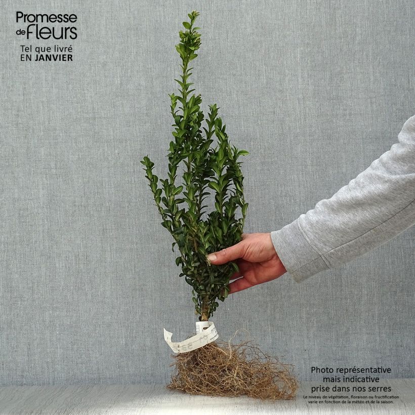 Esimerkki talvella toimitetusta Isopuksipuu - Buxus sempervirens Paljasjuurinen-taimesta