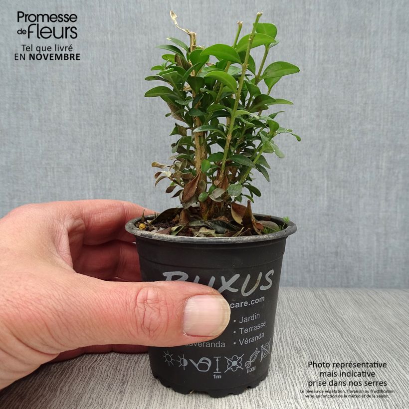 Esimerkki syksyllä toimitetusta Isopuksipuu - Buxus sempervirens 8/9 cm taimiruukku-taimesta