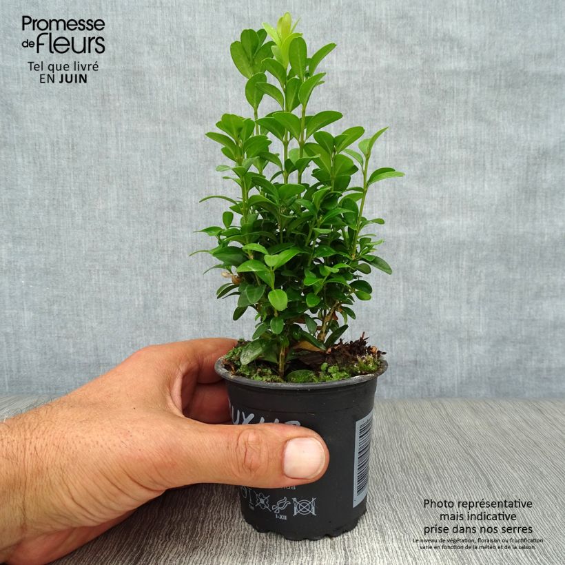Esimerkki kesällä toimitetusta Isopuksipuu - Buxus sempervirens Taimiruukku 8/9 cm-taimesta