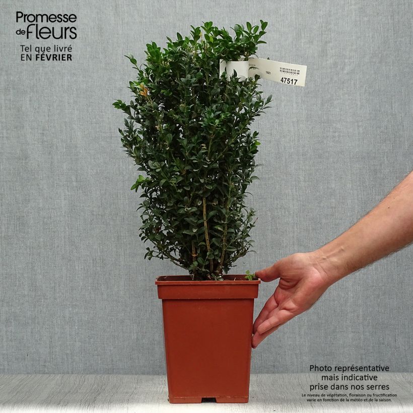 Esimerkki syksyllä toimitetusta Isopuksipuu - Buxus sempervirens Paakku-taimesta