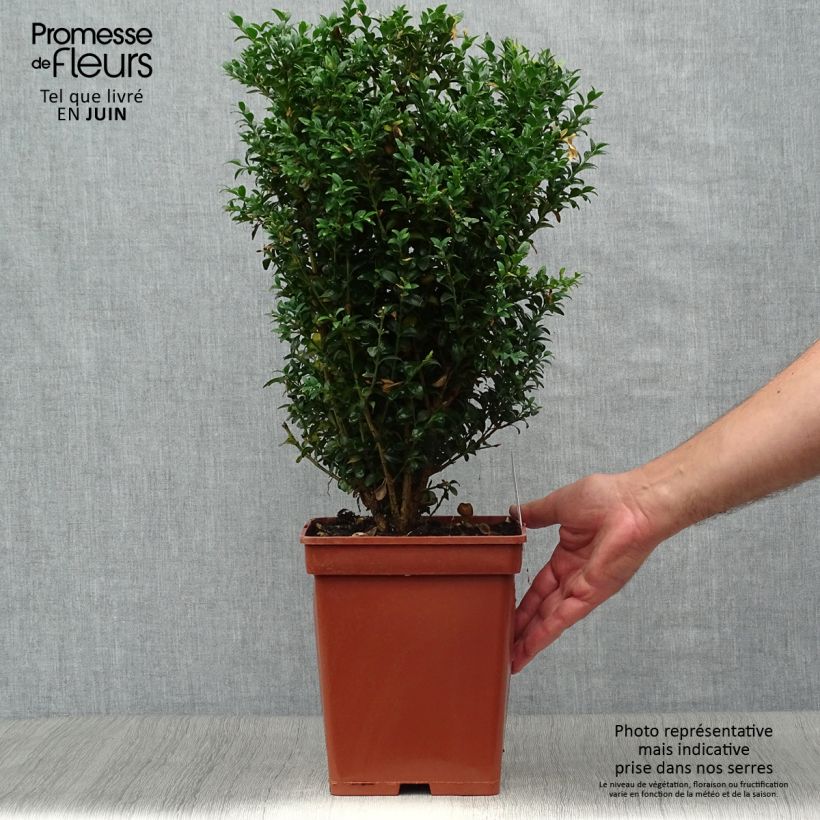 Esimerkki kesällä toimitetusta Isopuksipuu - Buxus sempervirens Paakku-taimesta