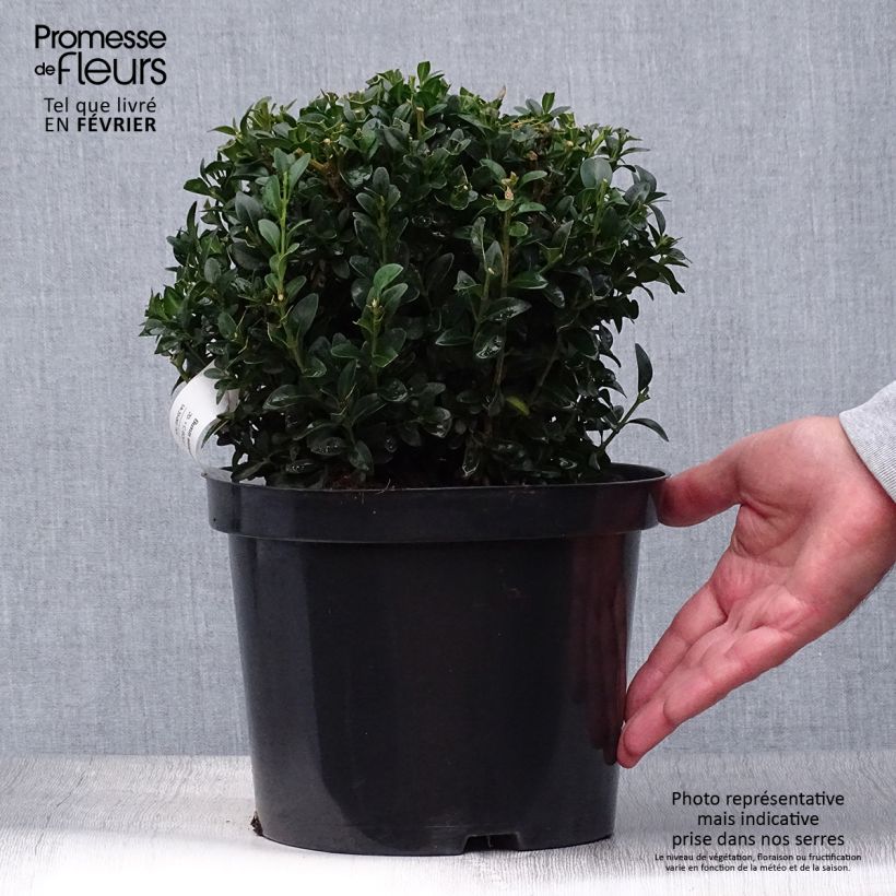 Esimerkki syksyllä toimitetusta Isopuksipuu pallomuoto - Buxus sempervirens 2 litran/3 litran ruukku, Pallo-taimesta
