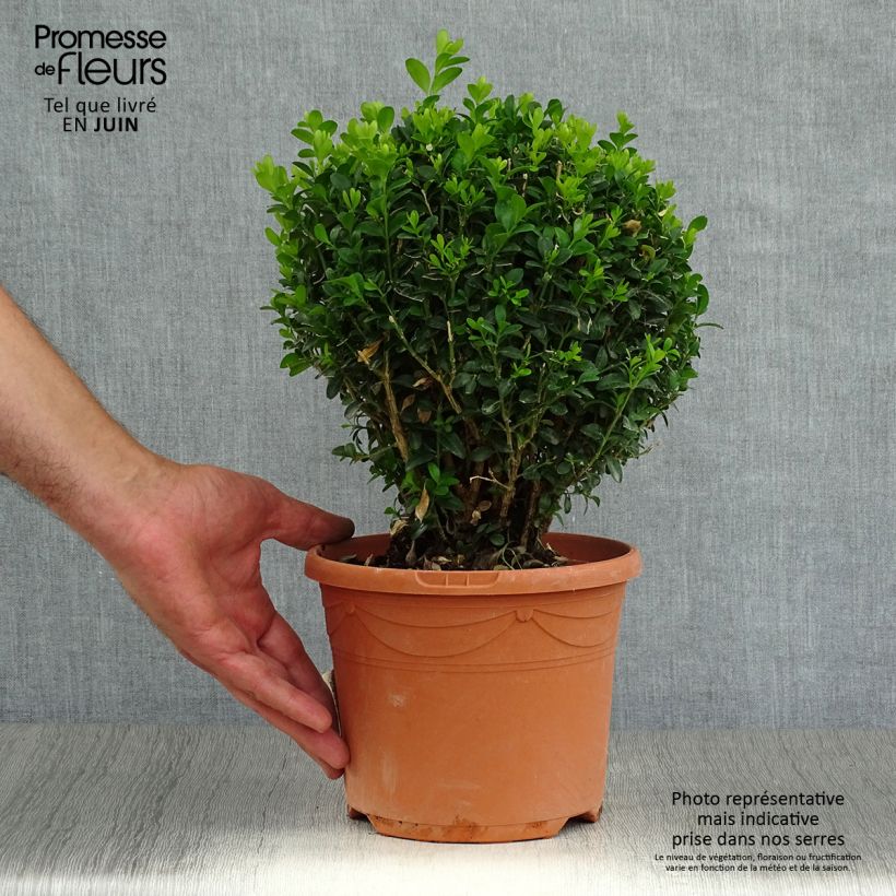 Esimerkki kesällä toimitetusta Isopuksipuu pallomuoto - Buxus sempervirens Pot de 2L/3L, Pallo-taimesta