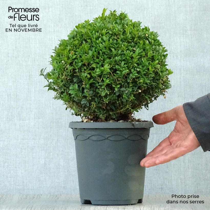 Esimerkki syksyllä toimitetusta Isopuksipuu pallomuoto - Buxus sempervirens 4 litran/5 litran ruukku, Pallo-taimesta