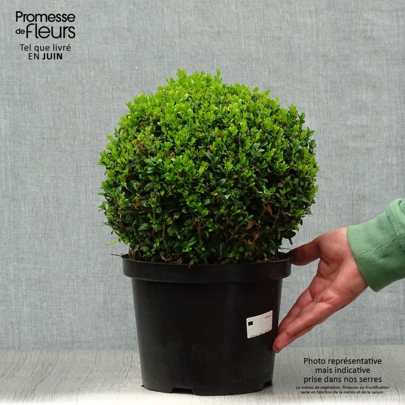 Esimerkki kesällä toimitetusta Isopuksipuu pallomuoto - Buxus sempervirens Pot de 4L/5L, Pallo-taimesta