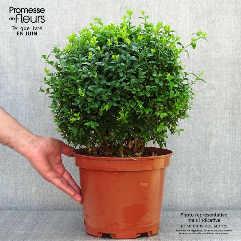 Esimerkki kesällä toimitetusta Isopuksipuu pallomuoto - Buxus sempervirens Pot de 7,5L/10L, Pallo-taimesta
