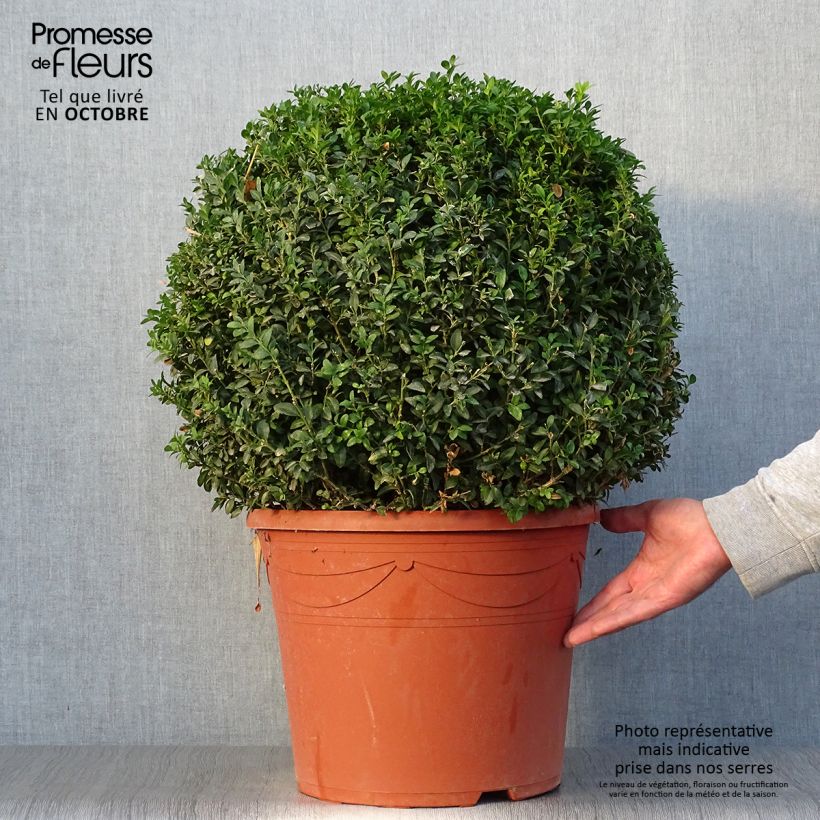 Esimerkki syksyllä toimitetusta Isopuksipuu pallomuoto - Buxus sempervirens 20 litran/25 litran ruukku, Pallo-taimesta