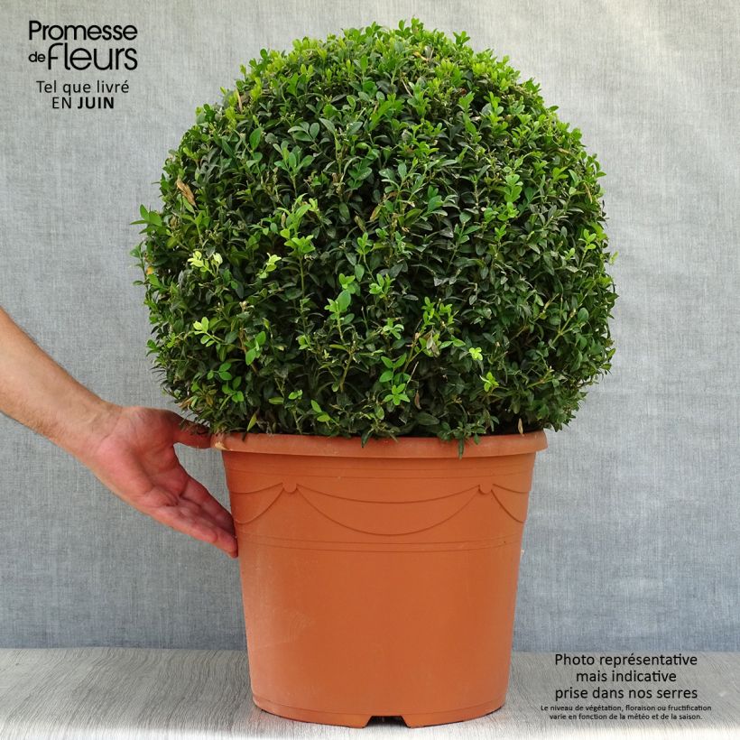 Esimerkki kesällä toimitetusta Isopuksipuu pallomuoto - Buxus sempervirens Pot de 20L/25L, Pallo-taimesta