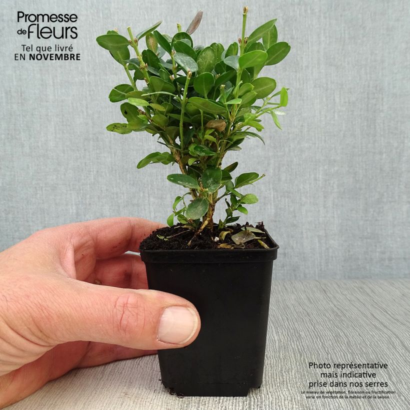 Esimerkki syksyllä toimitetusta Isopuksipuu Suffruticosa 8/9 cm taimiruukku-taimesta