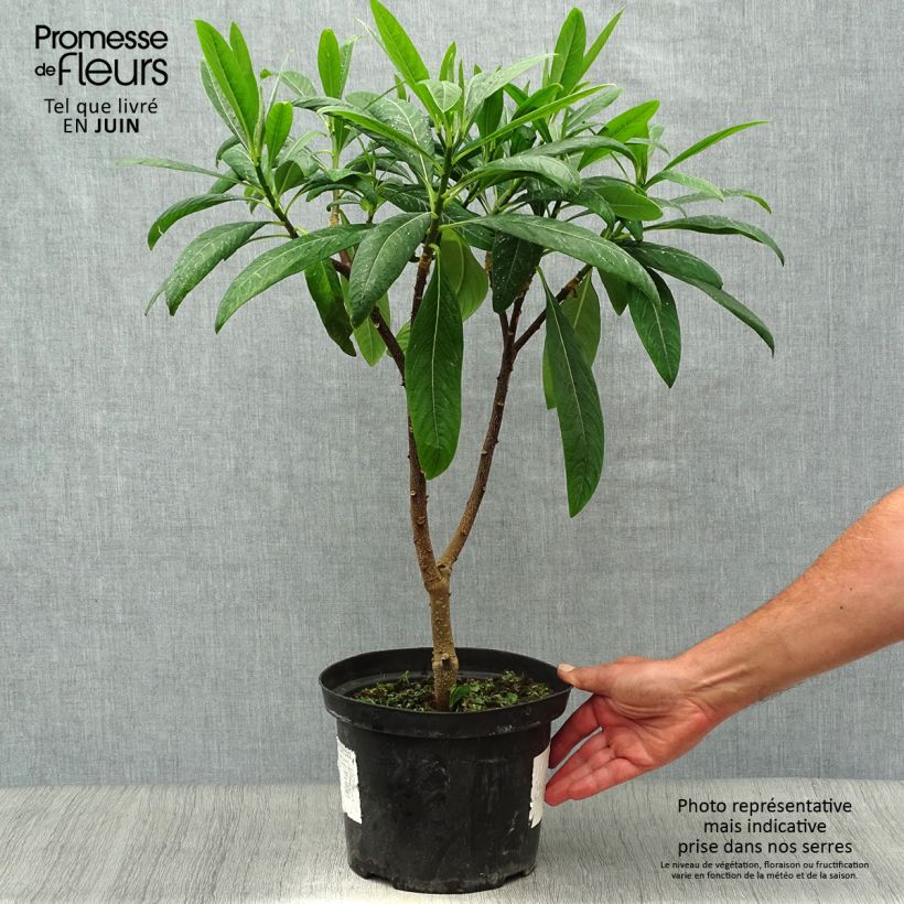Esimerkki kesällä toimitetusta Edgeworthia chrysantha Winter Liebe Pot de 4L/5L-taimesta