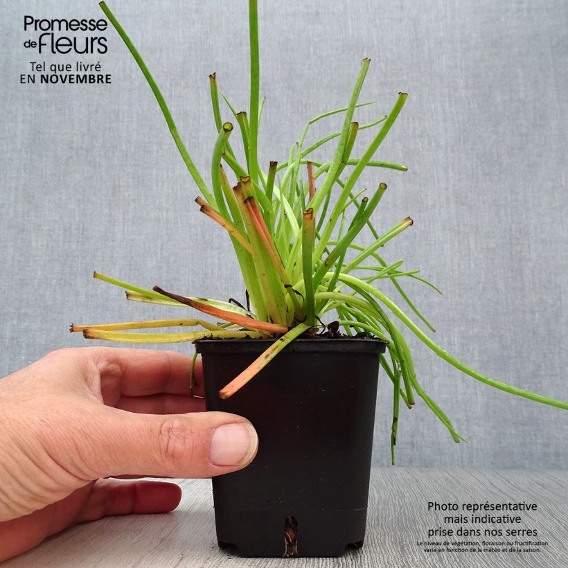 Esimerkki syksyllä toimitetusta Bulbine frutescens 8/9 cm taimiruukku-taimesta