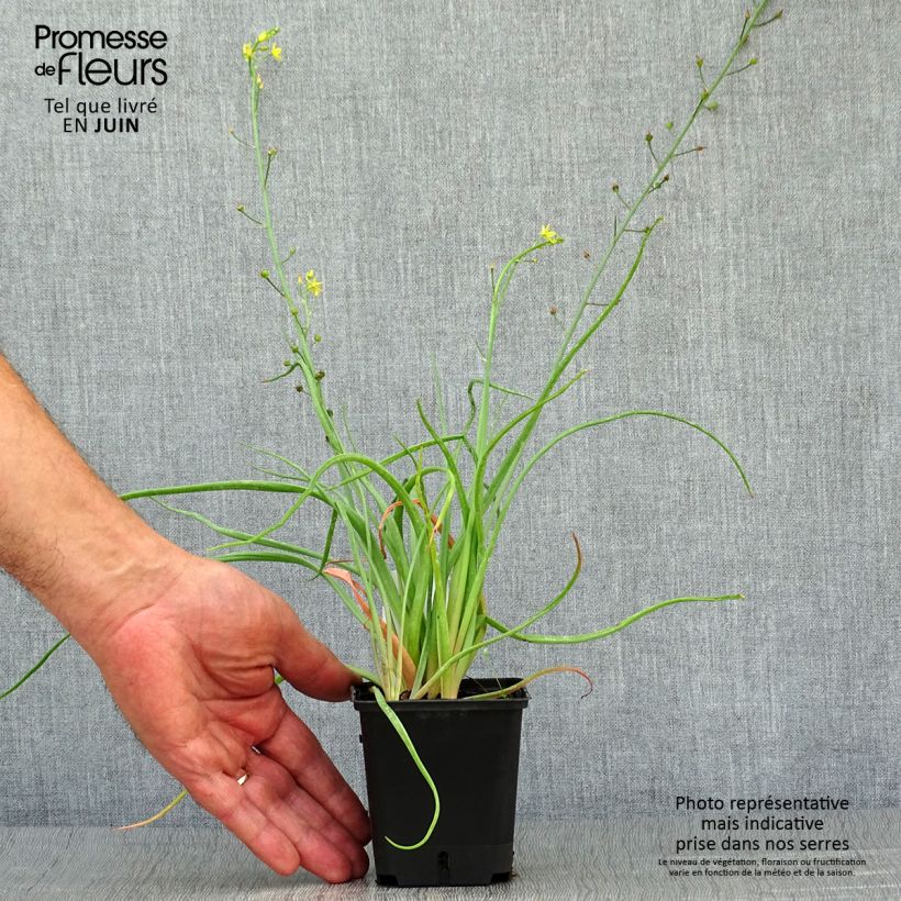 Esimerkki kesällä toimitetusta Bulbine frutescens 8/9 cm taimiruukku-taimesta