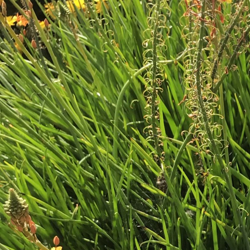 Bulbine frutescens Hallmarck (Lehvistö)