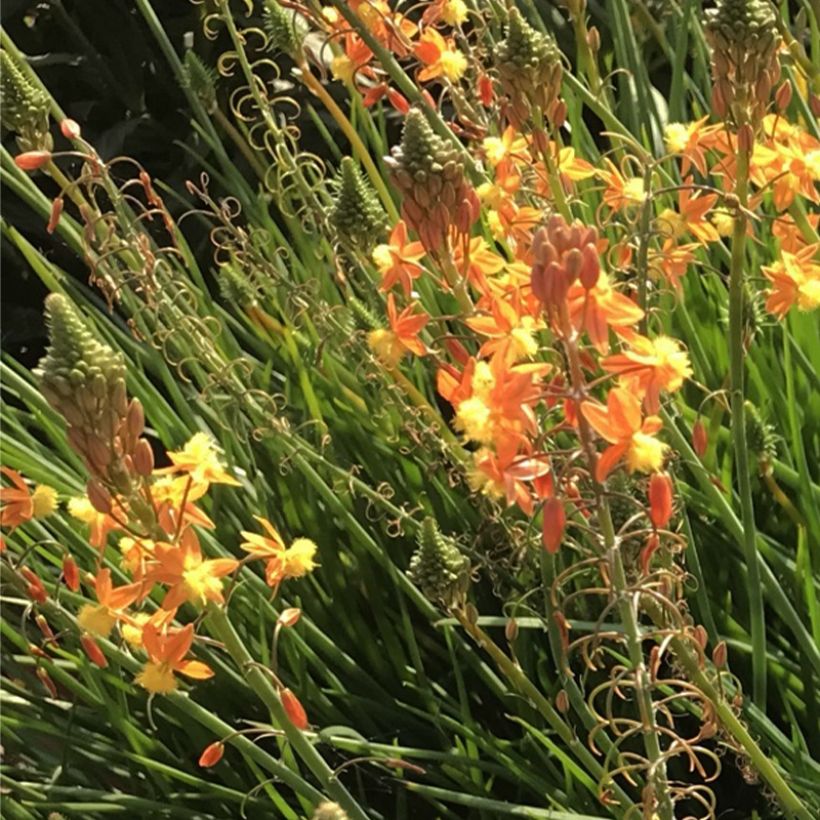 Bulbine frutescens Hallmarck (Kukinta)