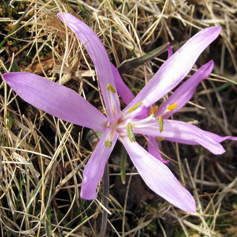 Virvalilja - Bulbocodium vernum (Kukinta)