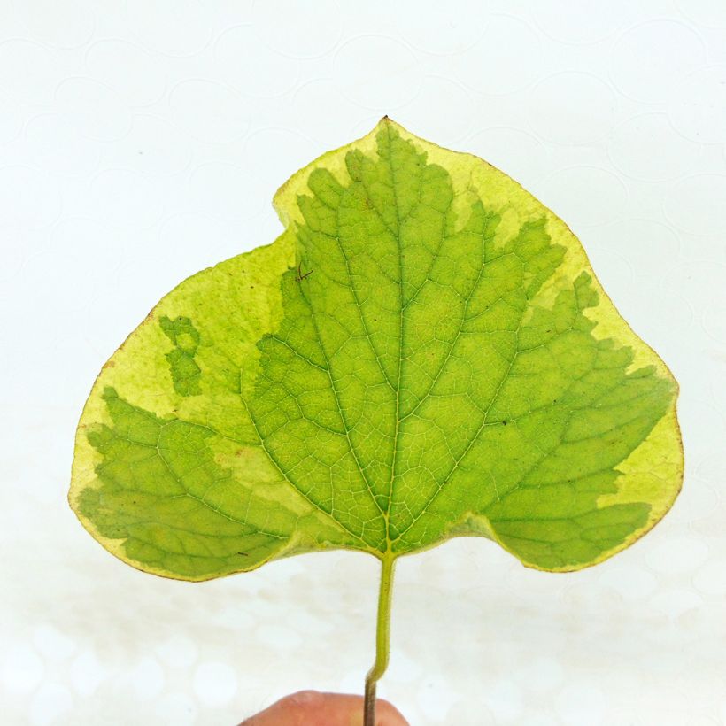 Kaukasianrotkolemmikki Hadspen cream (Lehvistö)