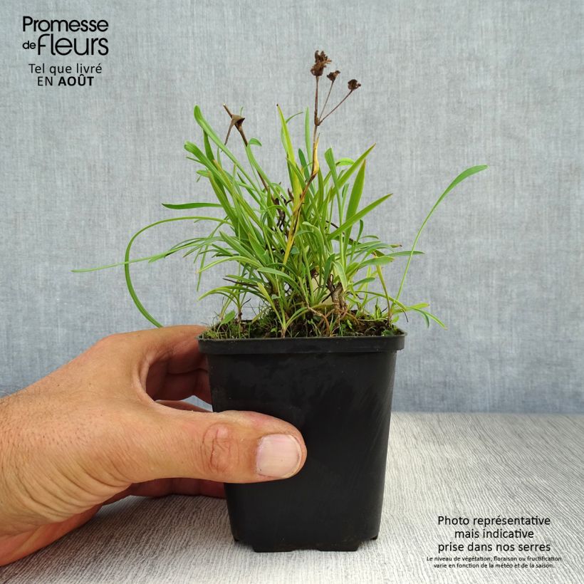 Esimerkki kesällä toimitetusta Jänönputki - Bupleurum falcatum Godet de 8/9 cm-taimesta