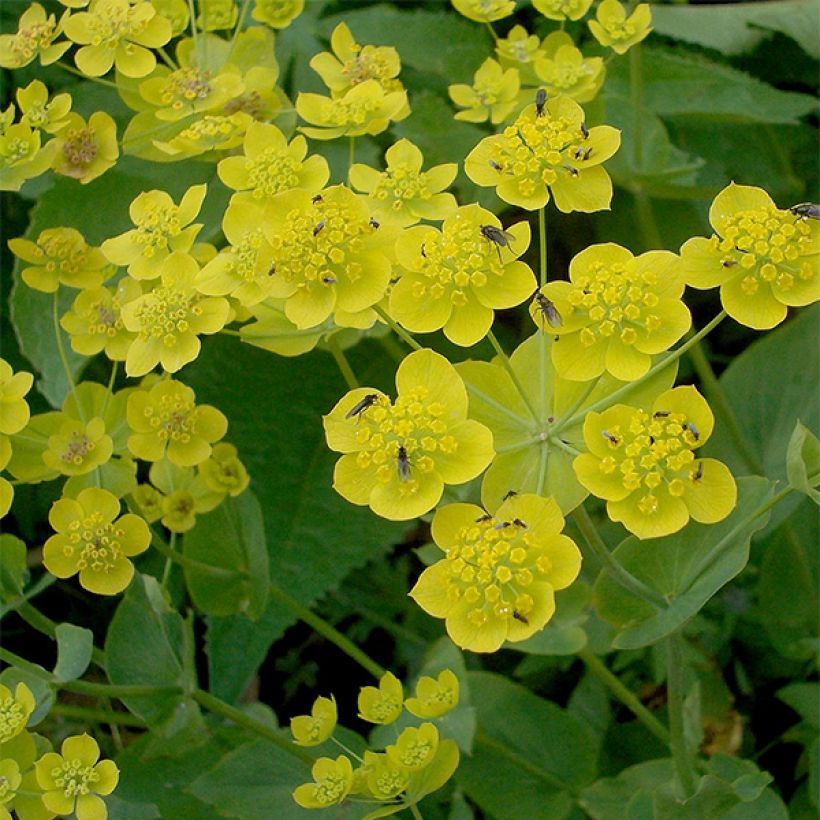 Kielijänönputki Aureum (Kukinta)