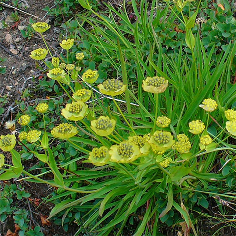 Jänönputke - Bupleurum ranunculoïdes (Kasvutapa)