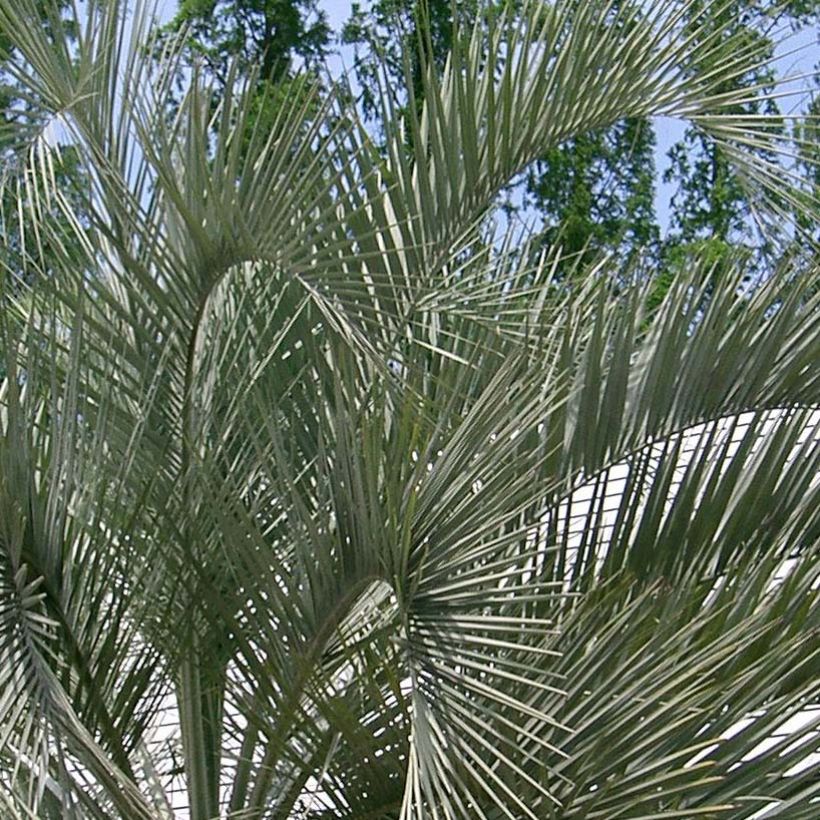 Sinibutiapalmu - Butia capitata (Lehvistö)
