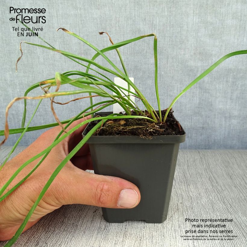 Esimerkki kesällä toimitetusta Sarjarimpi - Butomus umbellatus Godet de 8/9 cm-taimesta