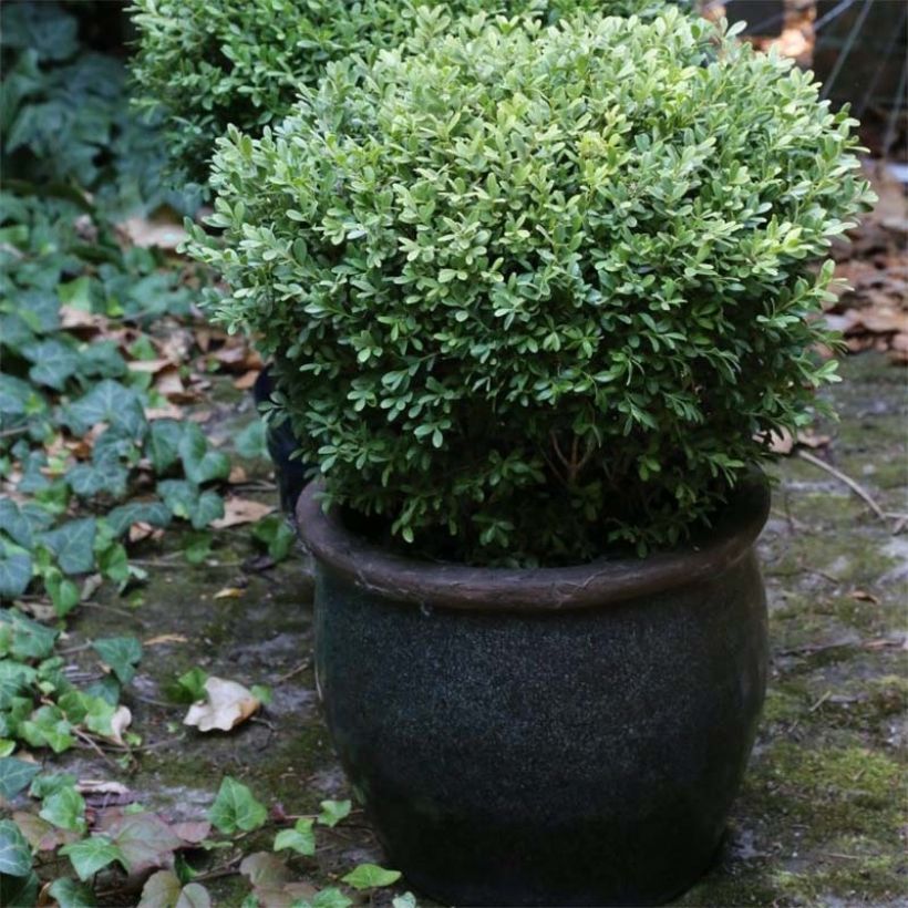 Japaninpuksipuu Rococo (Kasvutapa)