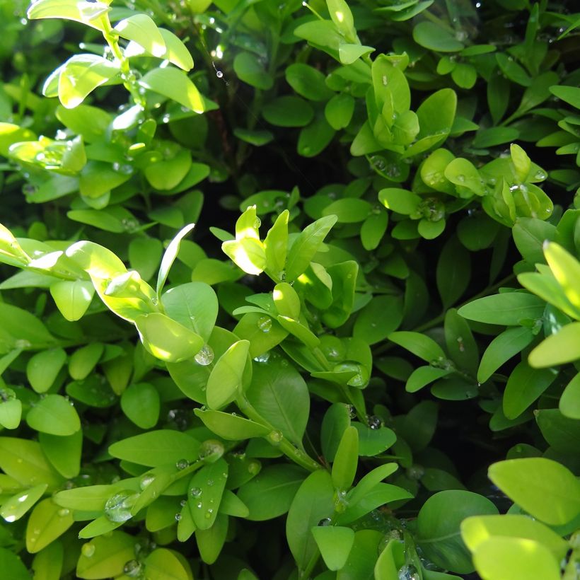 Isopuksipuu Arborescent (Lehvistö)
