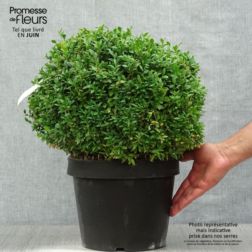 Esimerkki kesällä toimitetusta Isopuksipuu Arborescent Pot de 7,5L/10L-taimesta
