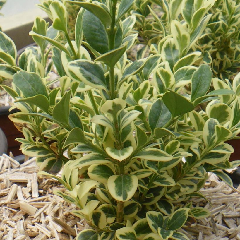 Isopuksipuu Elegans (Kasvutapa)