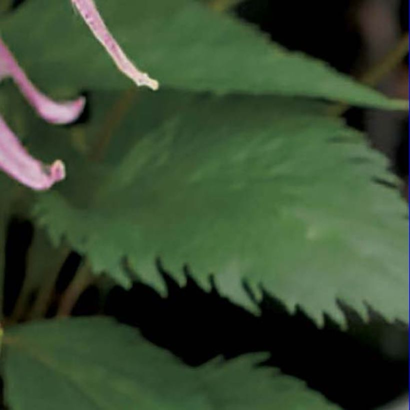 Täpläkello Pink Octopus (Lehvistö)