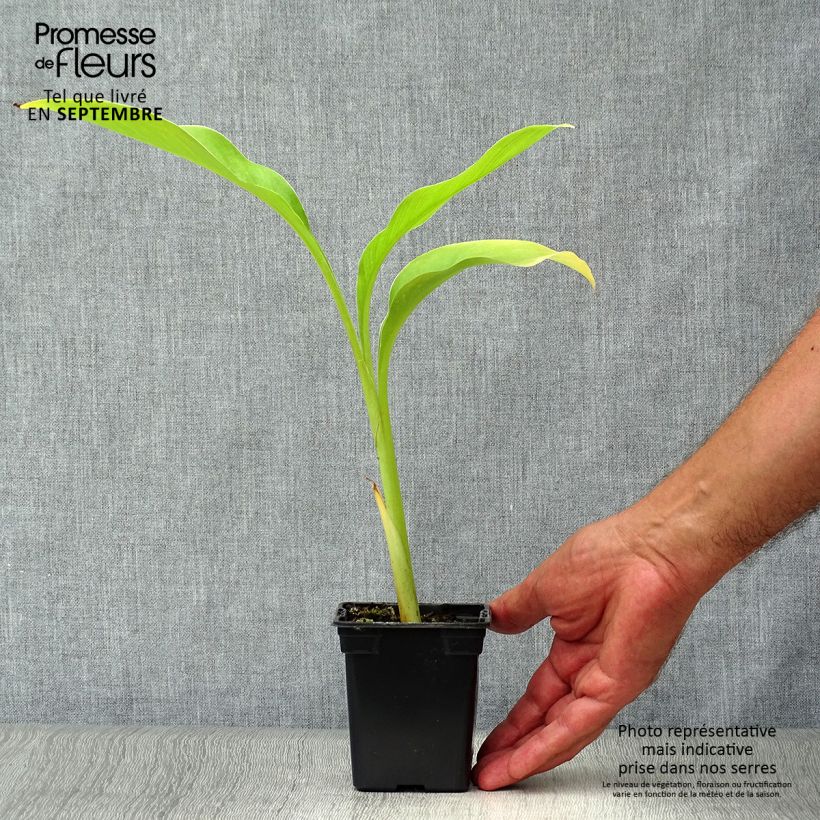 Esimerkki syksyllä toimitetusta Tarhakanna - Canna edulis Godet de 7/8 cm-taimesta