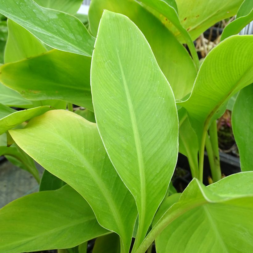 Tarhakanna - Canna edulis (Lehvistö)
