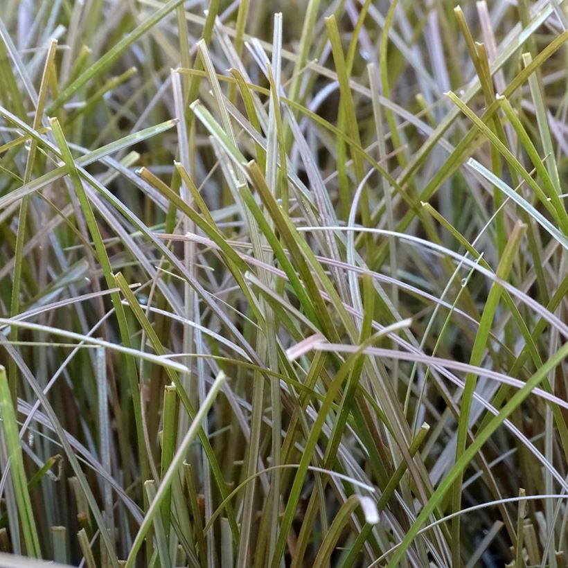 Ruskosara Bronzita (Lehvistö)
