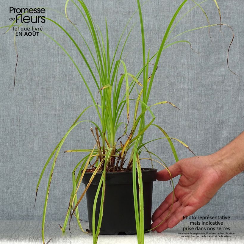 Esimerkki kesällä toimitetusta Piikkinuijasara - Carex grayi Pot de 2L/3L-taimesta