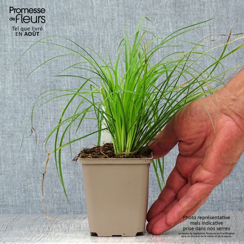 Esimerkki kesällä toimitetusta Sara - Carex montana Godet de 8/9 cm-taimesta