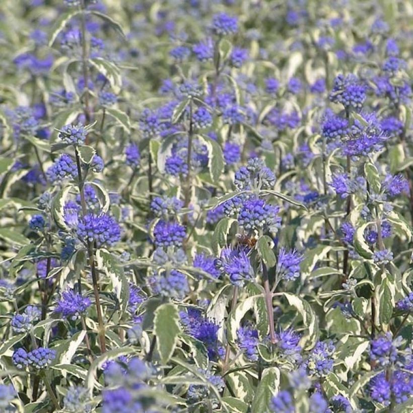 Jalorautaoksa White Surprise (Kukinta)