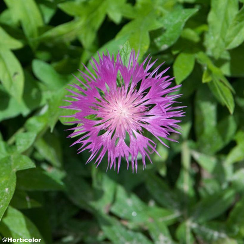 Jalokaunokki - Centaurea pulcherrima (Kukinta)