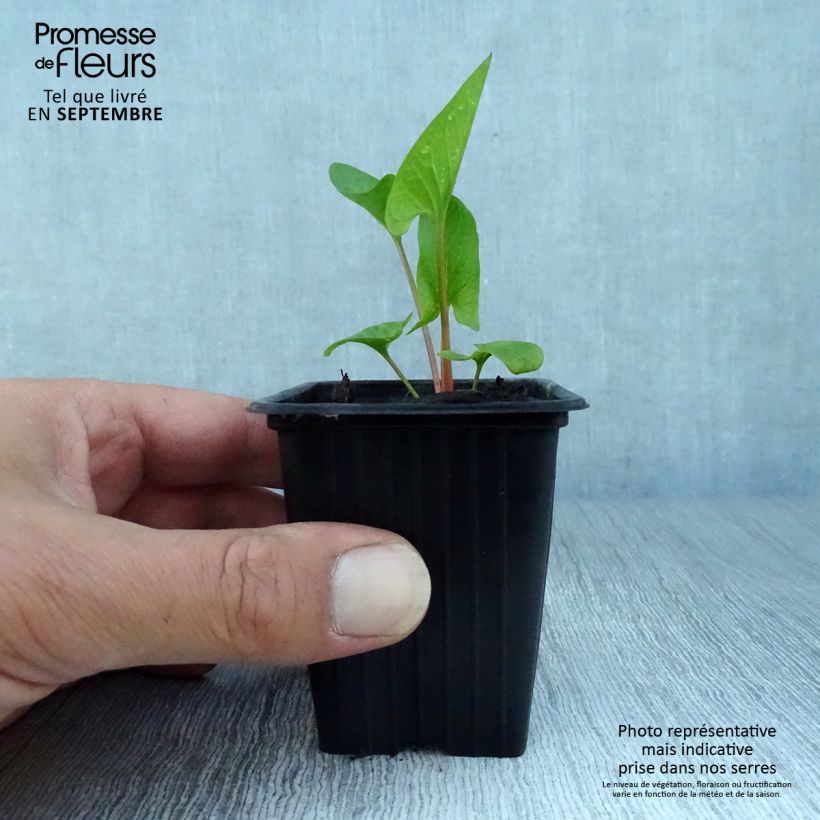 Esimerkki syksyllä toimitetusta Hyvänheikinsavikka - Chenopodium bonus-henricus 8/9 cm taimiruukku-taimesta