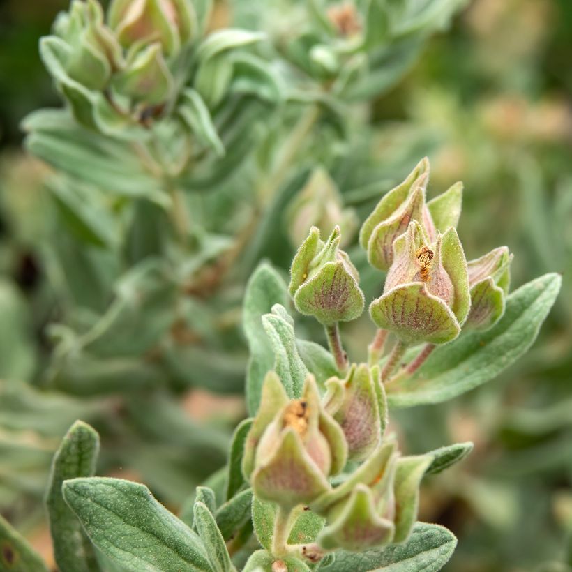 Ruusukistus - Cistus albidus (Lehvistö)