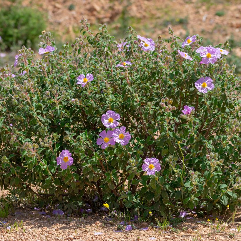Ruusukistus - Cistus albidus (Kasvutapa)