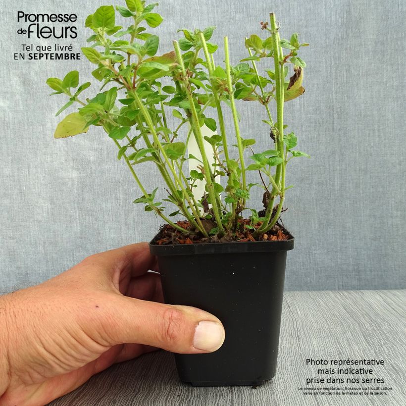 Esimerkki syksyllä toimitetusta Lehtomäkiminttu - Clinopodium vulgare 8/9 cm taimiruukku-taimesta