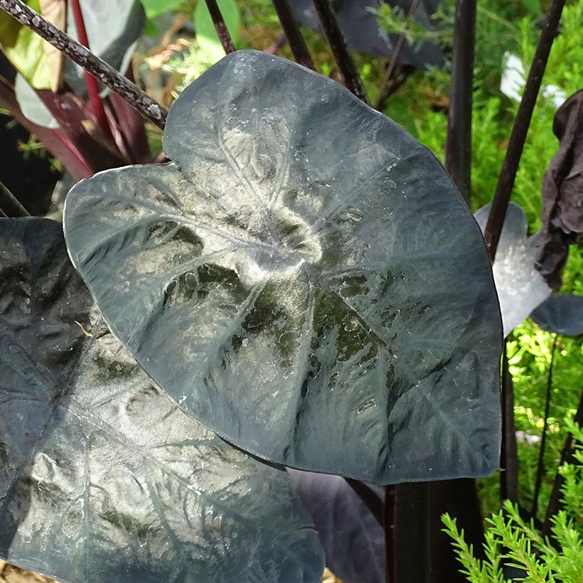 Taaro Painted Black Gecko (Foliage)