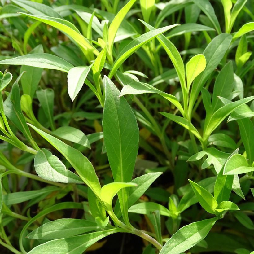 Suklaakosmos Chocamocha (Foliage)