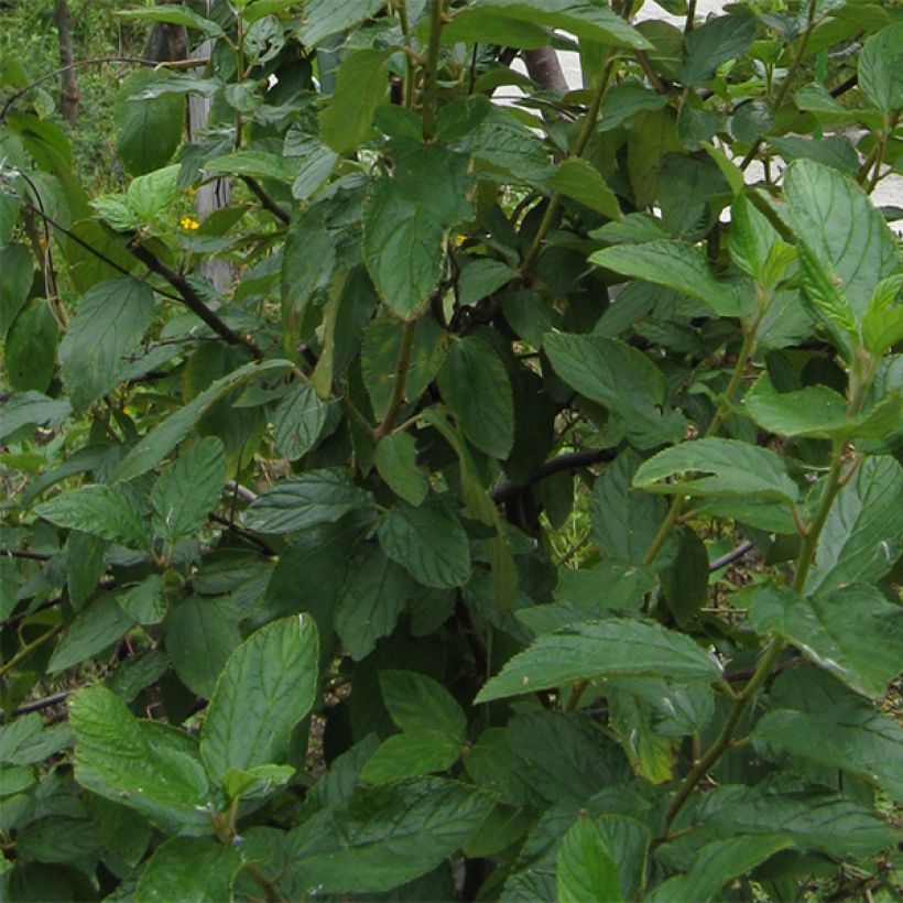 Tuoksio Marie Blue (Lehvistö)