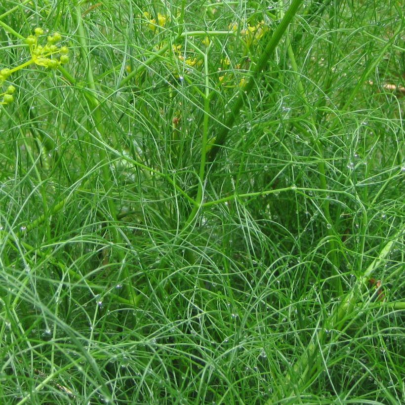 Cachrys alpina (Lehvistö)