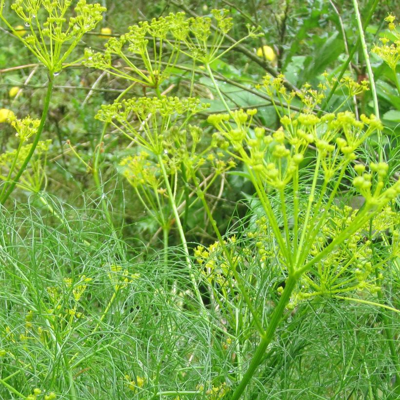 Cachrys alpina (Kukinta)