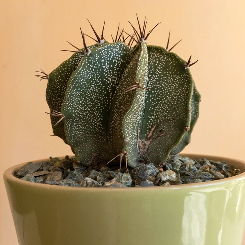 Tähtipiispanhattu - Astrophytum ornatum (Lehvistö)