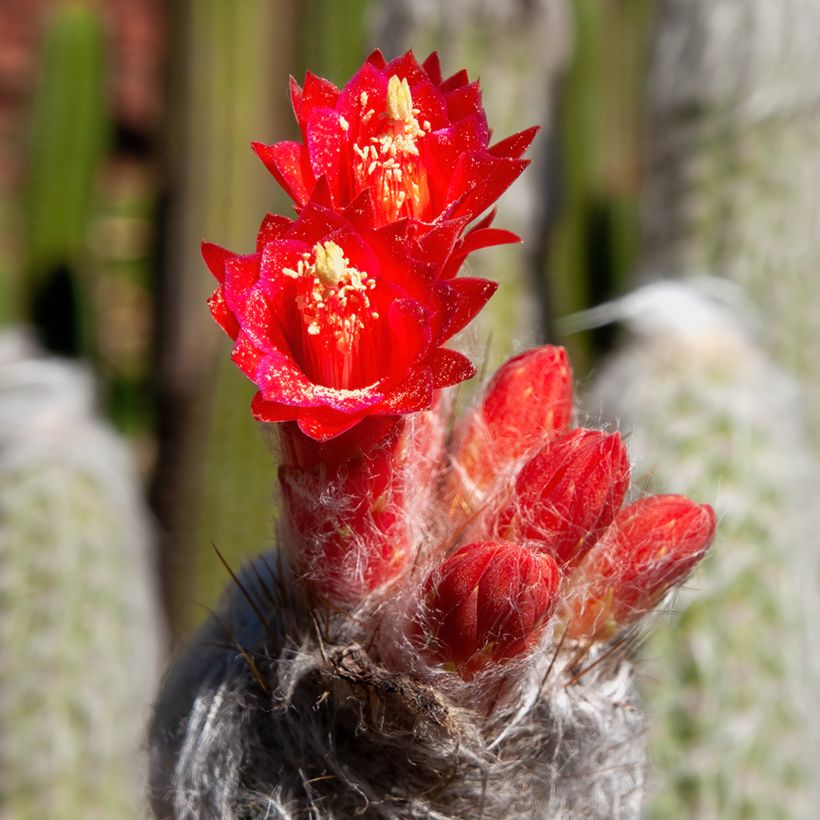 Hopeapylväskaktus - Cleistocactus strausii (Kukinta)